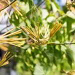 Šurmuliavo tautodailininkų, amatininkų mugė ir kūrybinės dirbtuvės „Gyva tradicija“